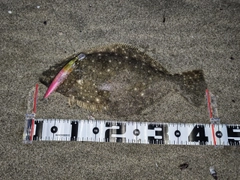 ヒラメの釣果