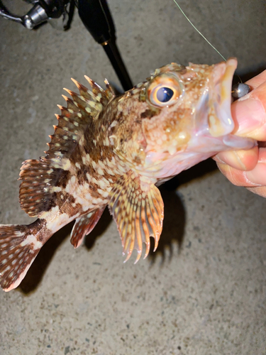 カサゴの釣果