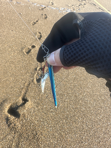 カタクチイワシの釣果