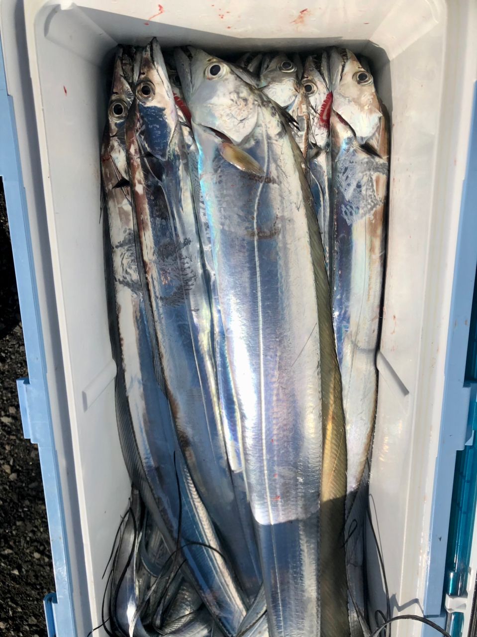 運任せアングラーさんの釣果 2枚目の画像