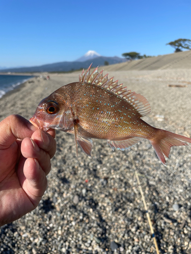 チャリコの釣果