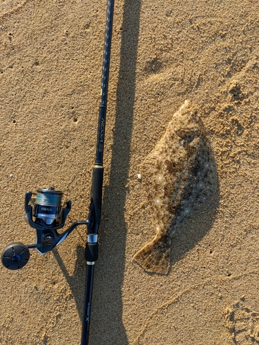 ソゲの釣果