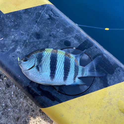 オヤビッチャの釣果