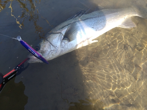 シーバスの釣果