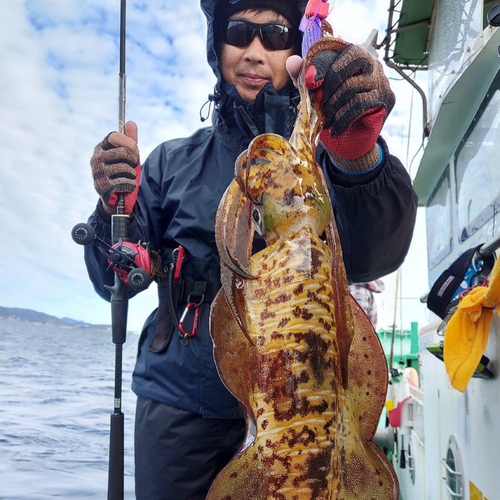 アオリイカの釣果