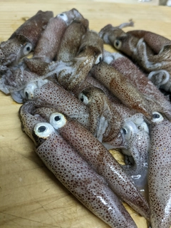 ヒイカの釣果