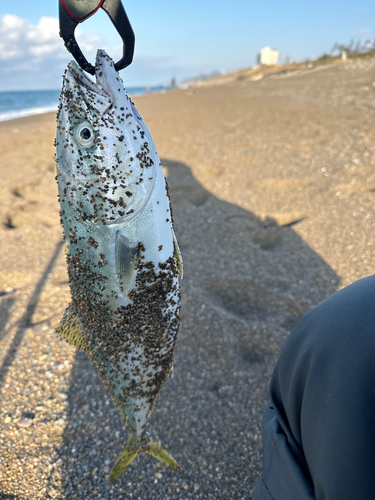 イナダの釣果