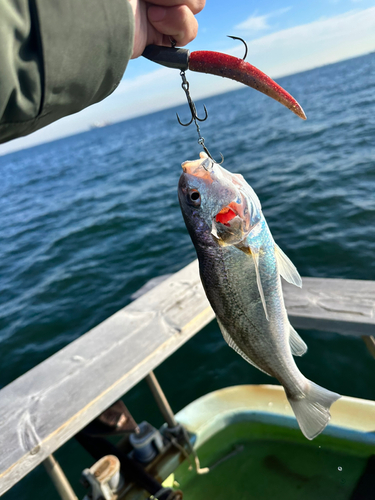 イシモチの釣果