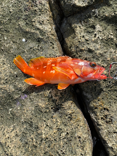 アカハタの釣果