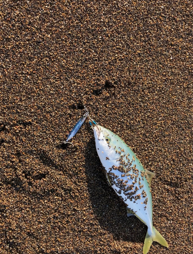 イナダの釣果