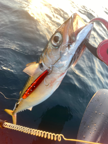 サバの釣果