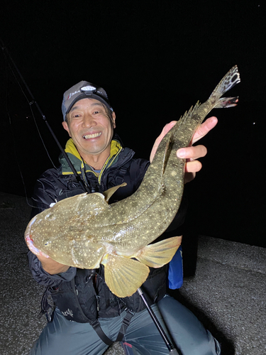 マゴチの釣果