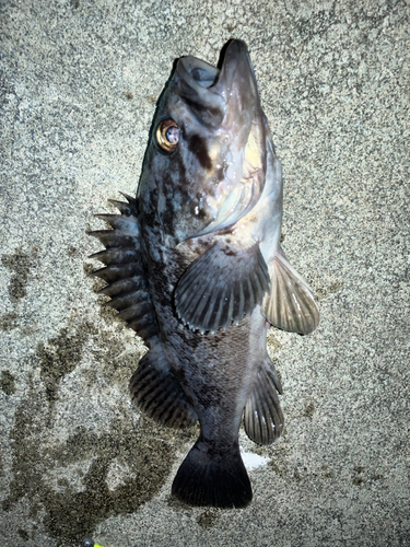 クロソイの釣果