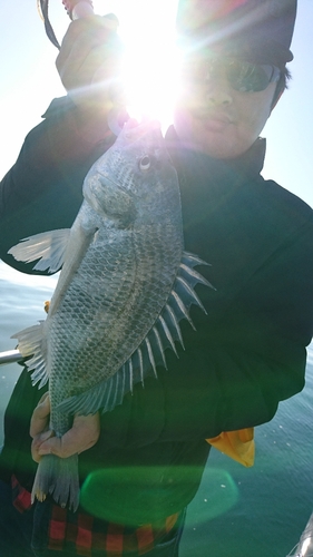 キビレの釣果