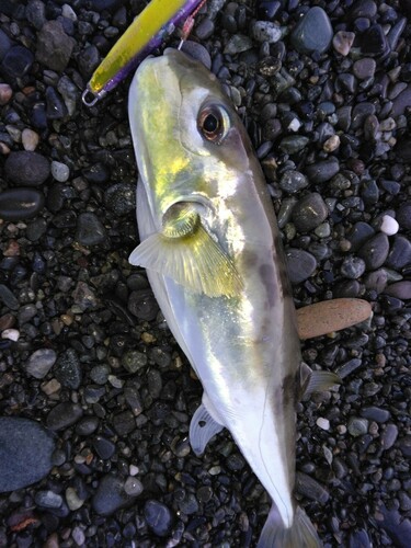 シロサバフグの釣果