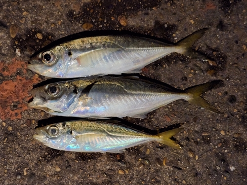 アジの釣果