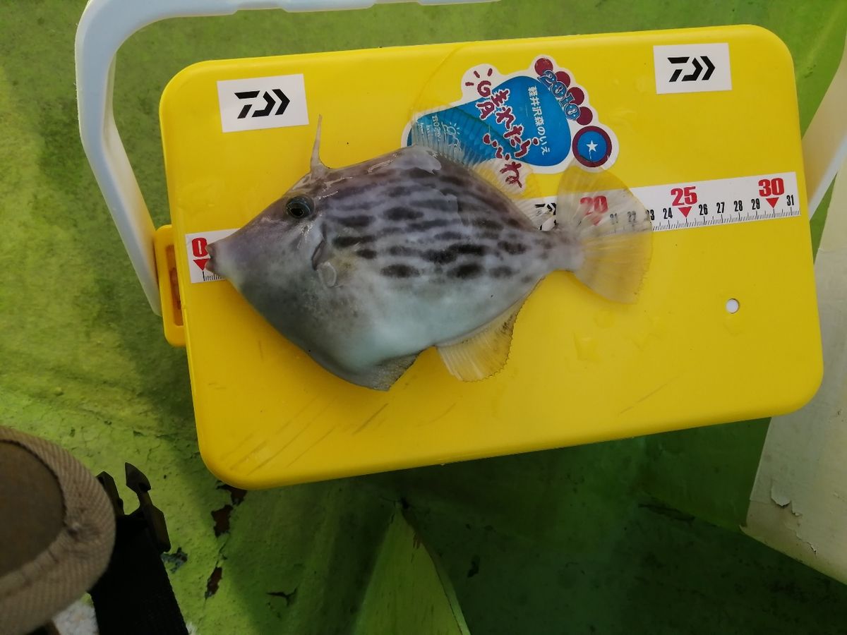 にゃんすけさんの釣果 2枚目の画像