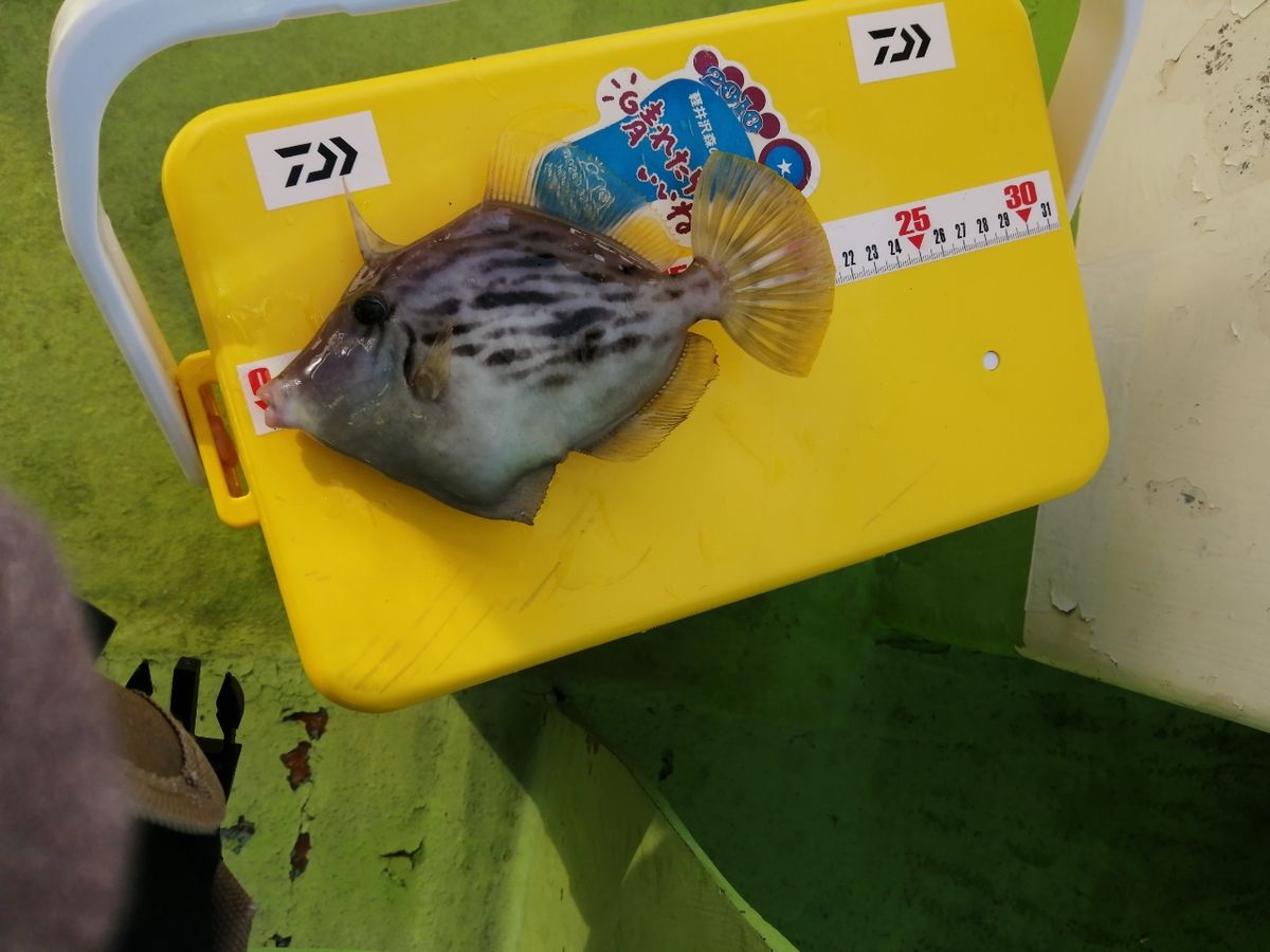 にゃんすけさんの釣果 3枚目の画像