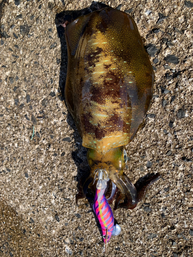 アオリイカの釣果