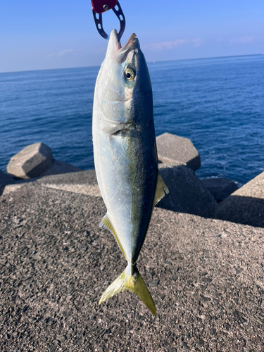 ハマチの釣果