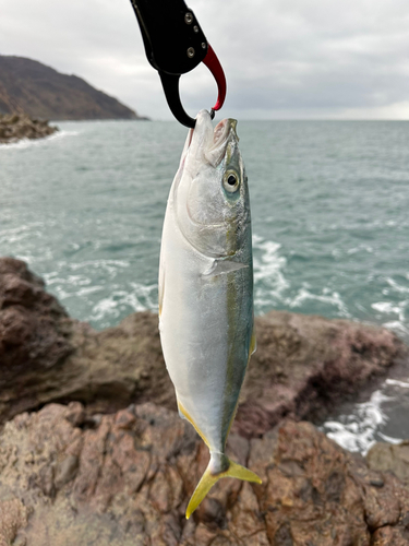 イナダの釣果