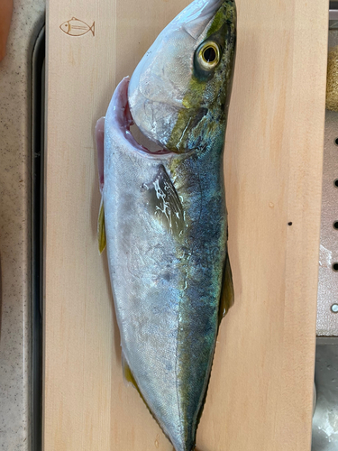 ヤズの釣果