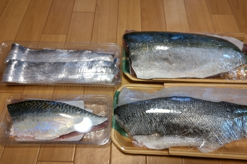 サバの釣果