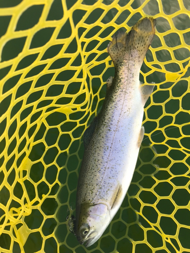 ニジマスの釣果