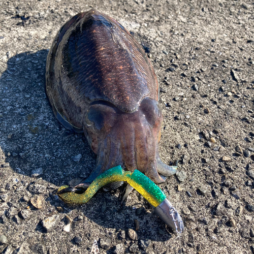 コウイカの釣果