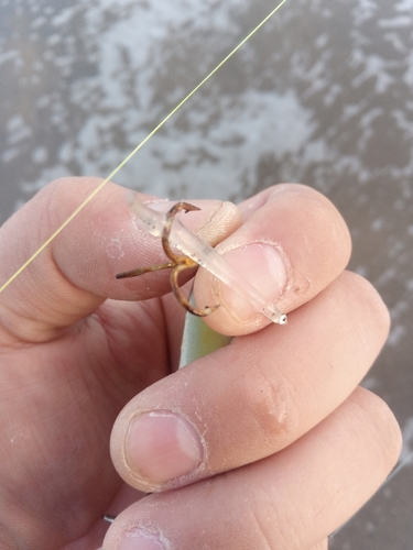 釣果