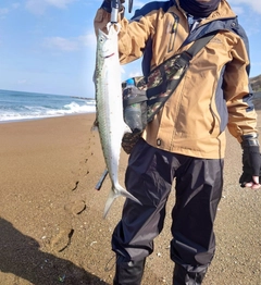 サゴシの釣果