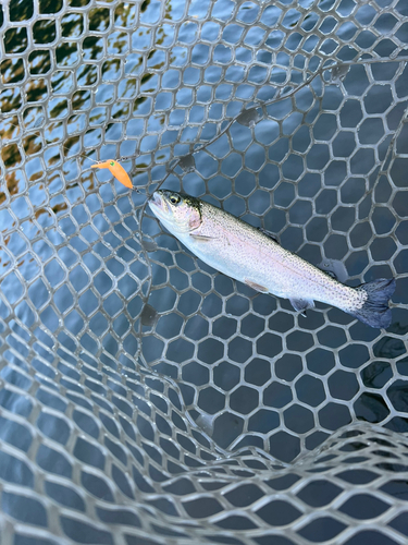 ニジマスの釣果