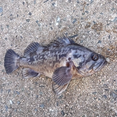 クロソイの釣果