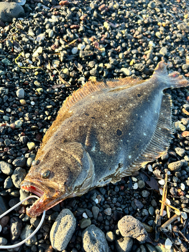 ヒラメの釣果