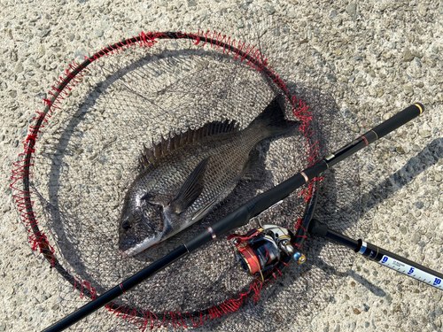 チヌの釣果