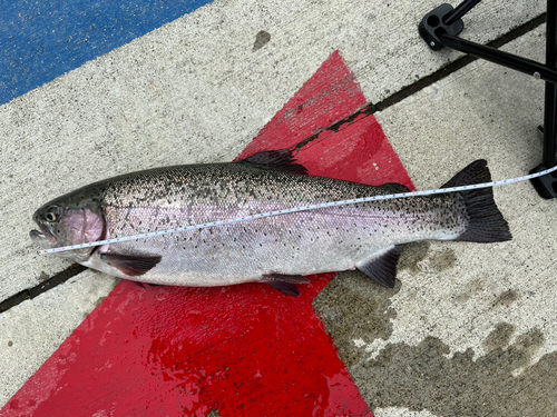 ニジマスの釣果