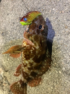 カサゴの釣果