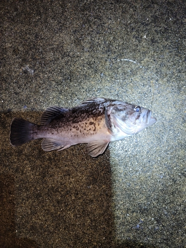 クロソイの釣果