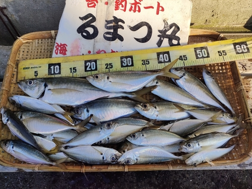 マアジの釣果