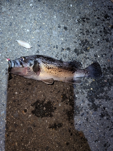 クロソイの釣果