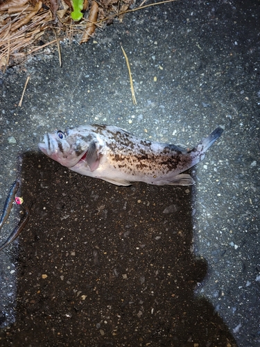 クロソイの釣果