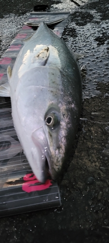 ブリの釣果