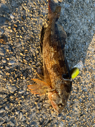 アイナメの釣果