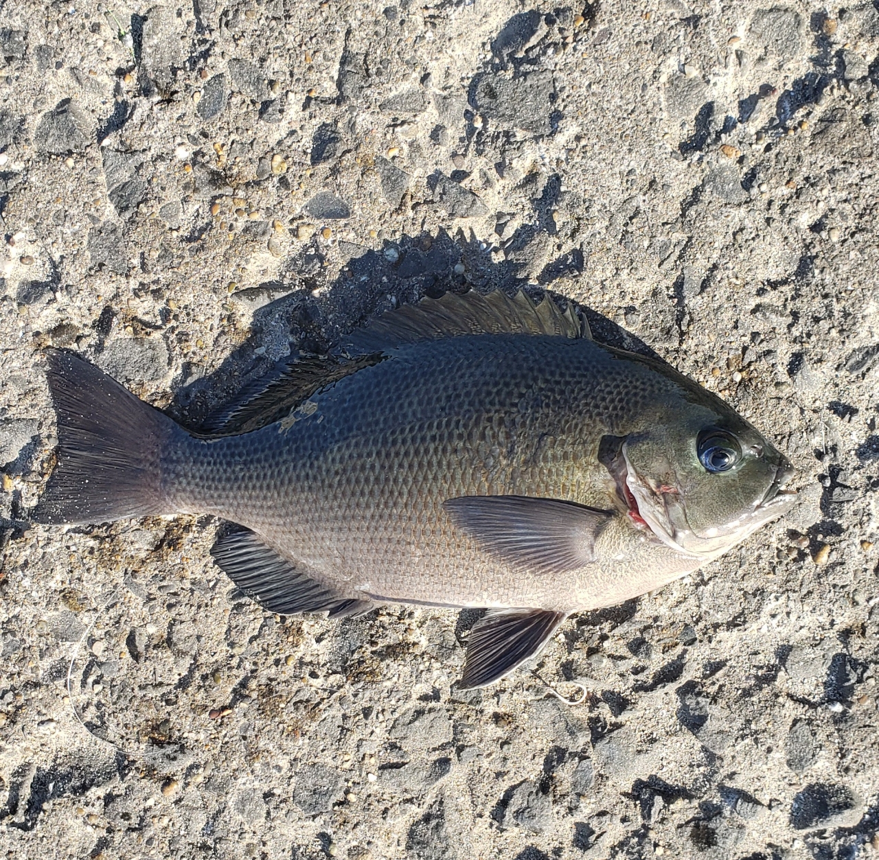 クチブトグレ