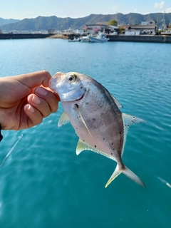 メッキの釣果