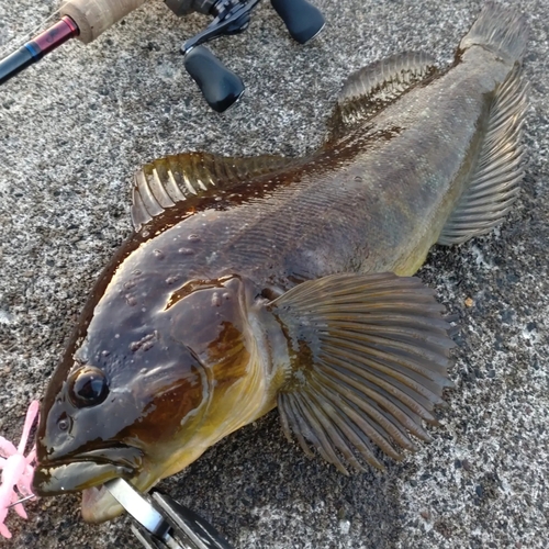 ウサギアイナメの釣果