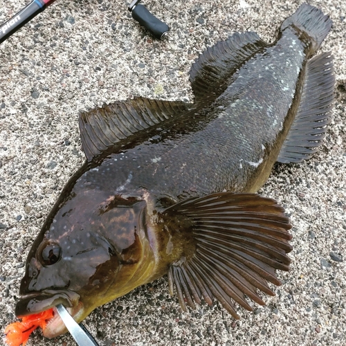 ウサギアイナメの釣果