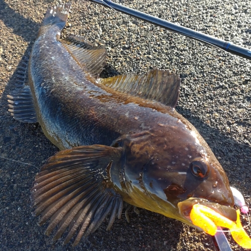 ウサギアイナメの釣果