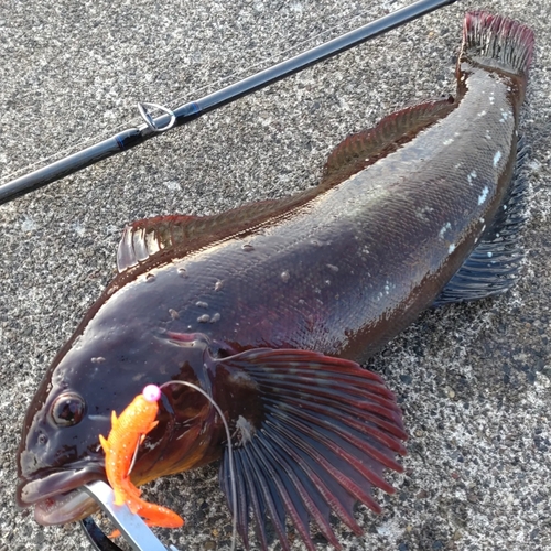 ウサギアイナメの釣果