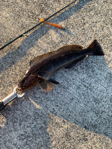 アイナメの釣果